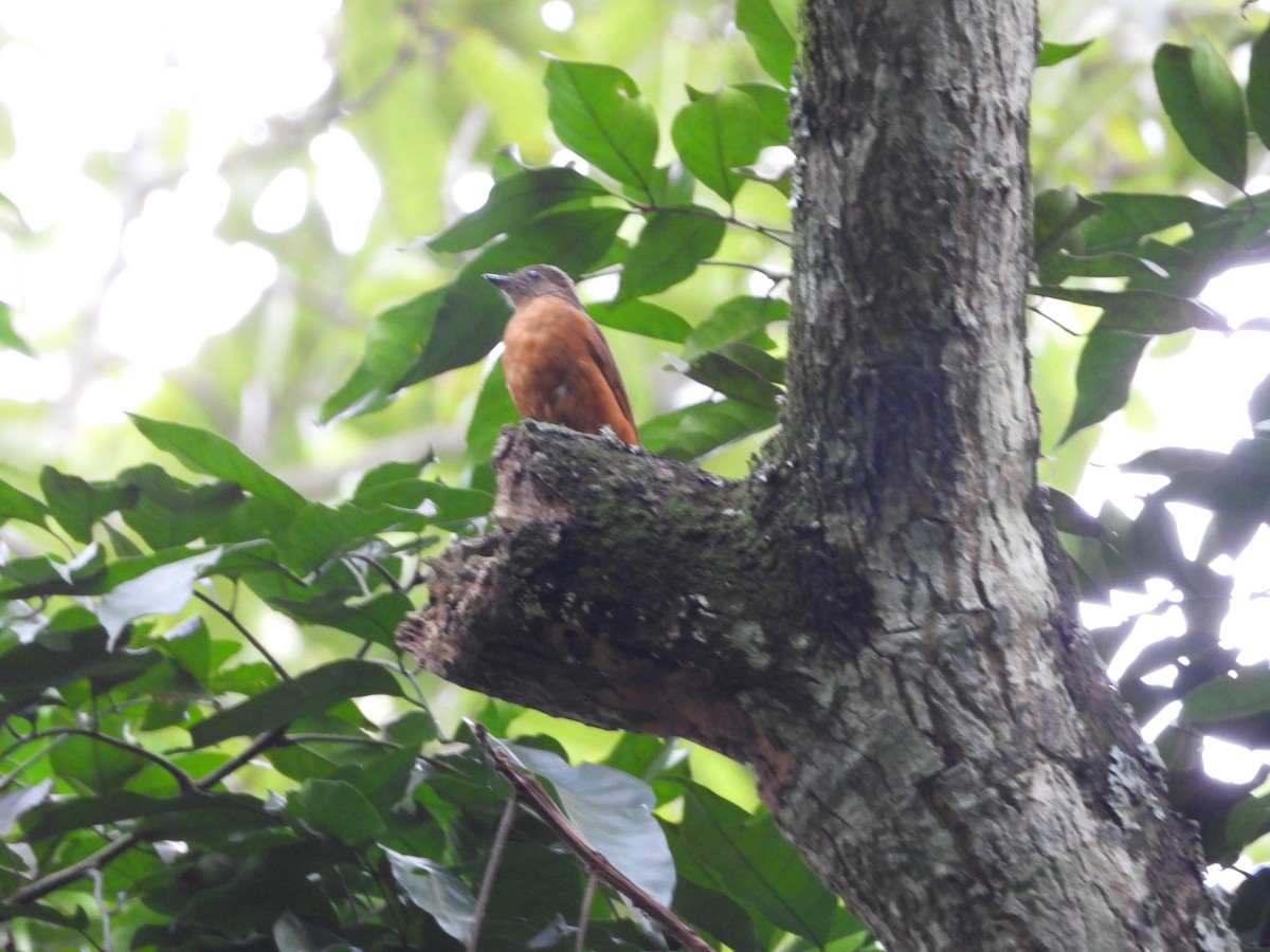Rufous Flycatcher-Thrush - ML642217264
