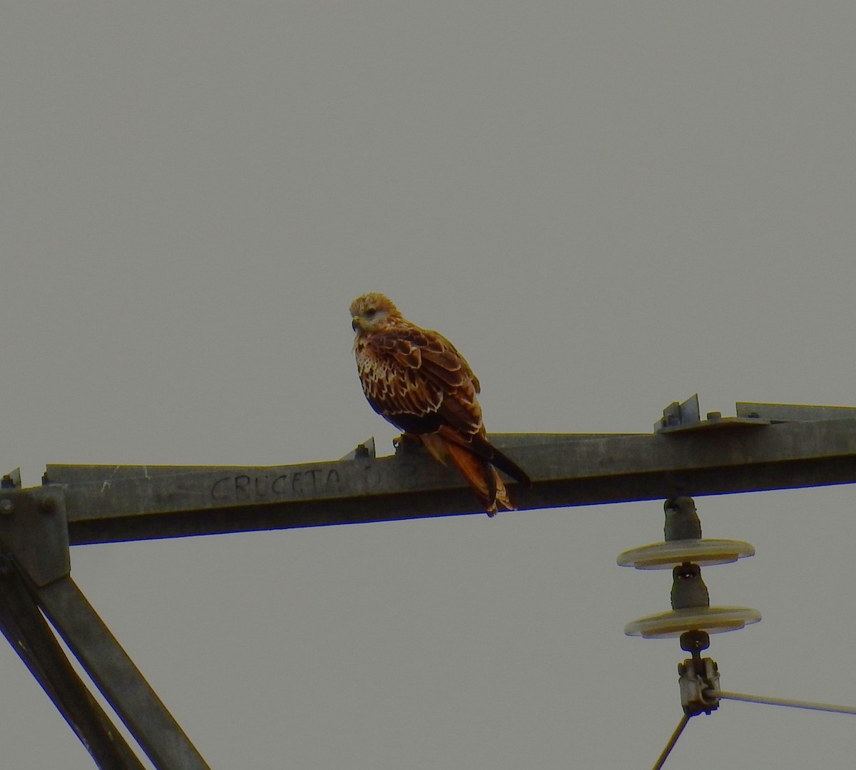 Red Kite - ML642217316