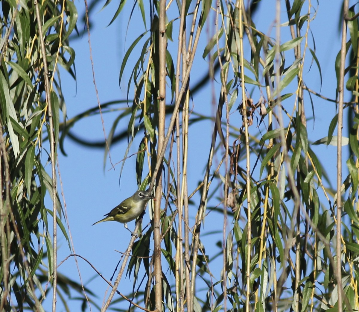 eremittvireo - ML642217326