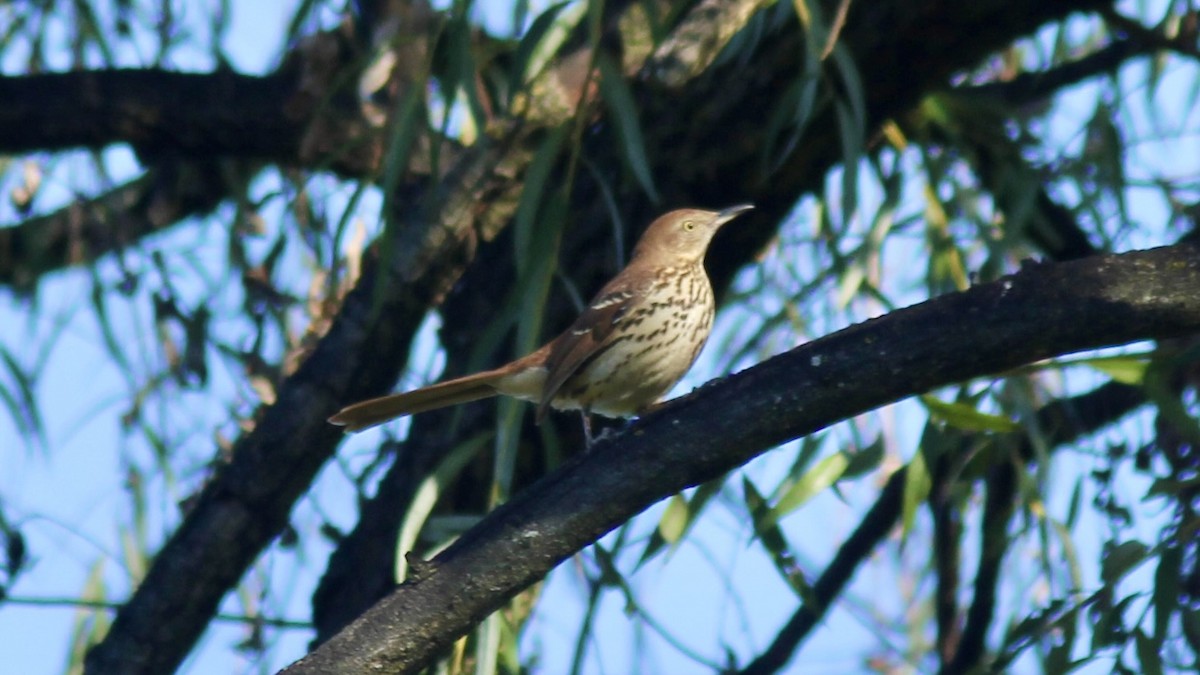 brunspottefugl - ML642217346