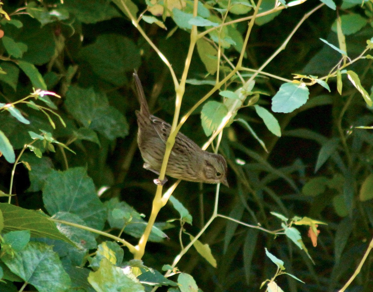 gråbrynspurv - ML642217357