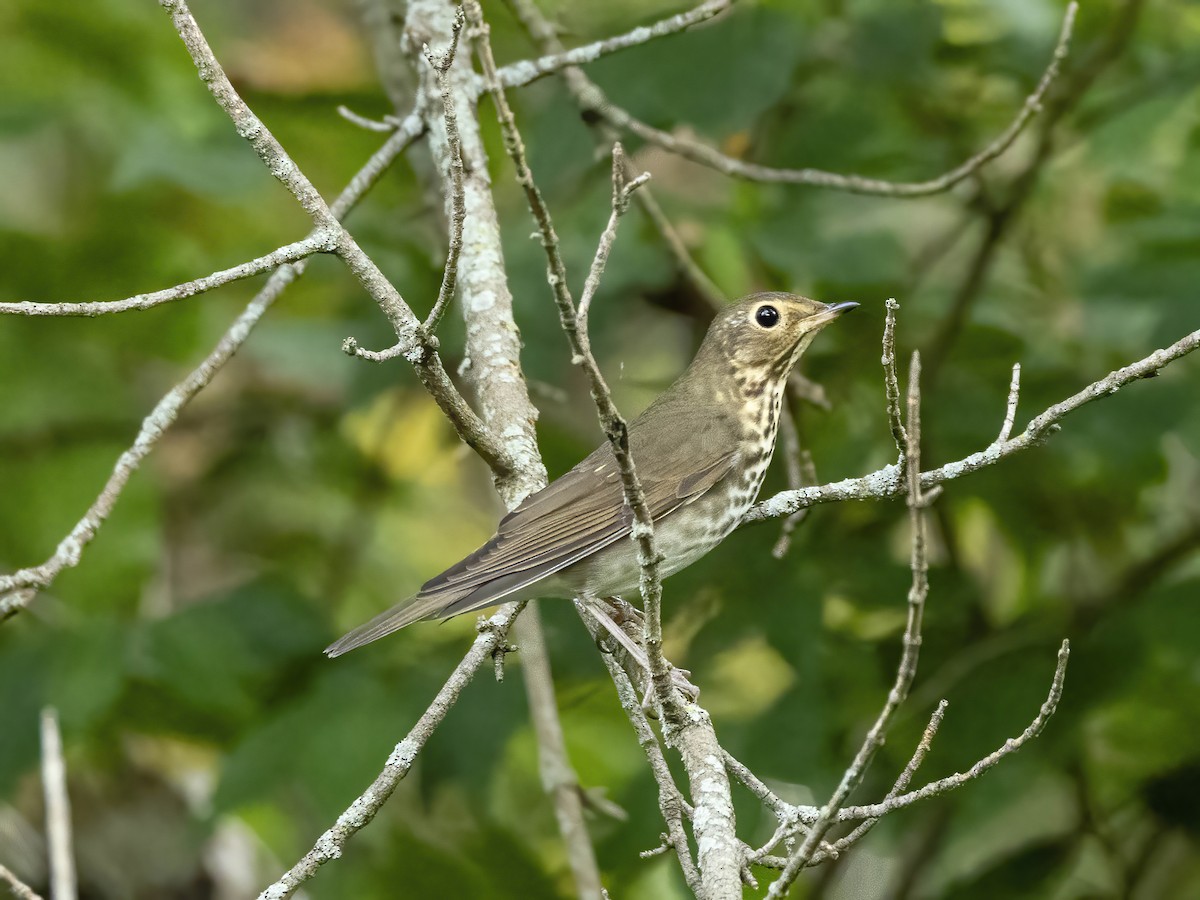 Swainson's Thrush - ML642217360