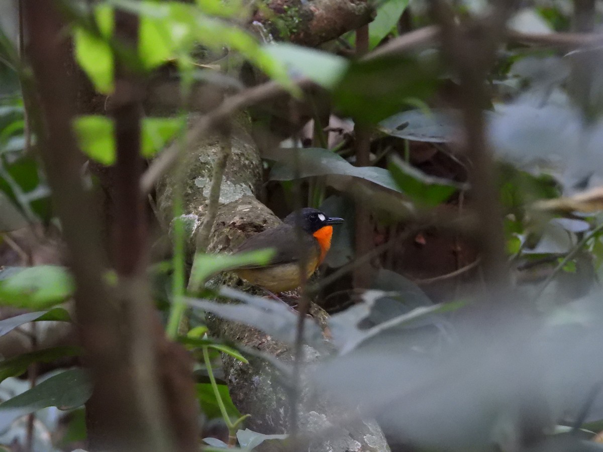 Yellow-breasted Forest Robin - ML642217363