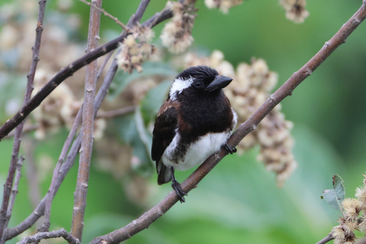 White-eared Barbet - ML642217364