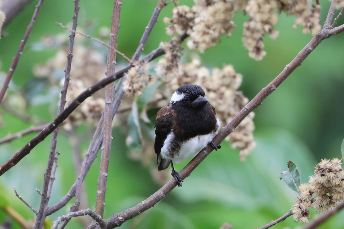 White-eared Barbet - ML642217365