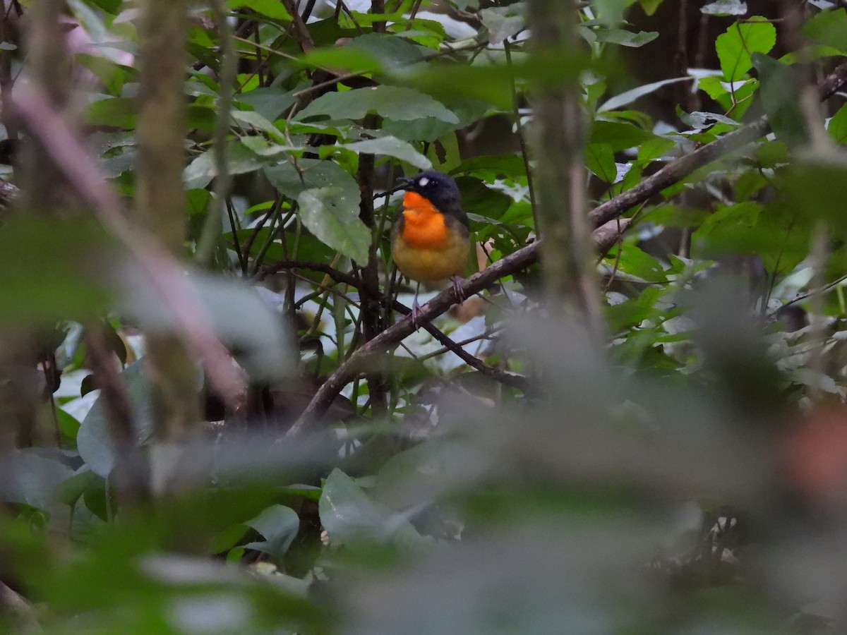 Yellow-breasted Forest Robin - ML642217369