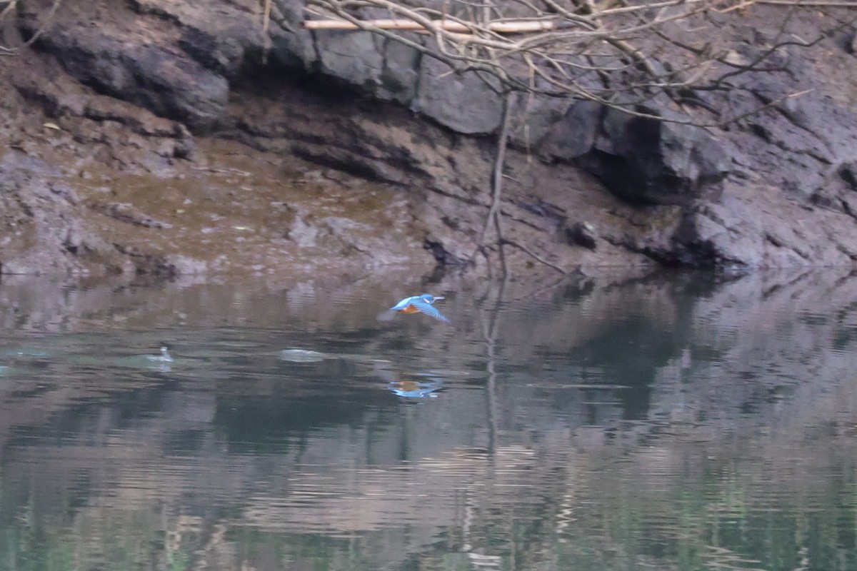 Half-collared Kingfisher - ML642217451