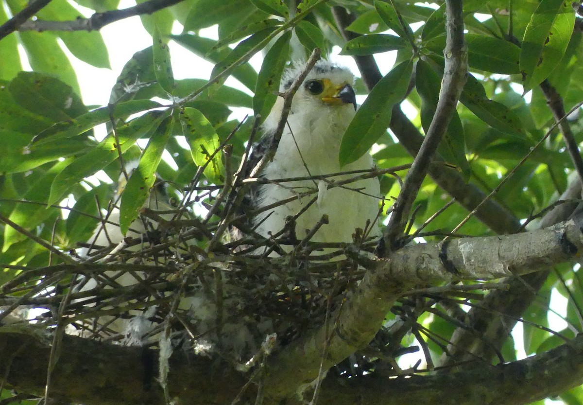 Hook-billed Kite - ML642217455