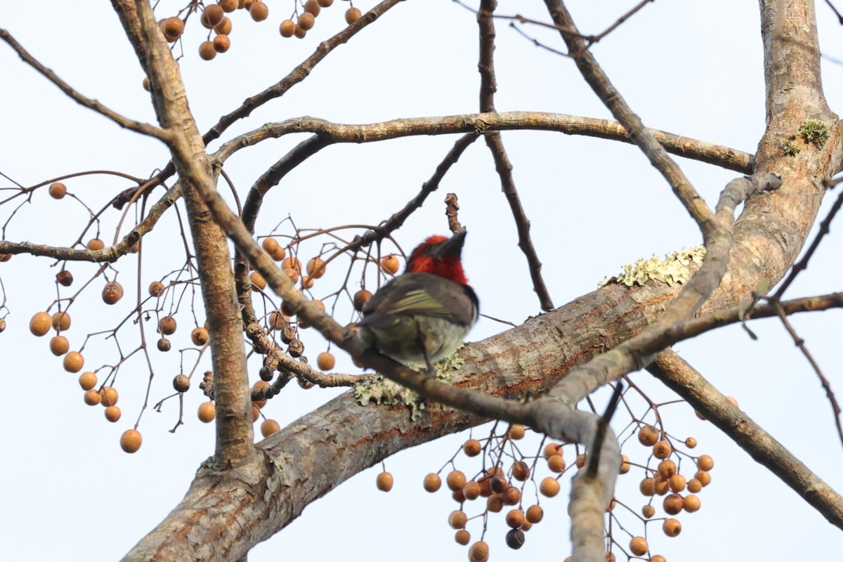 Black-collared Barbet - ML642217456