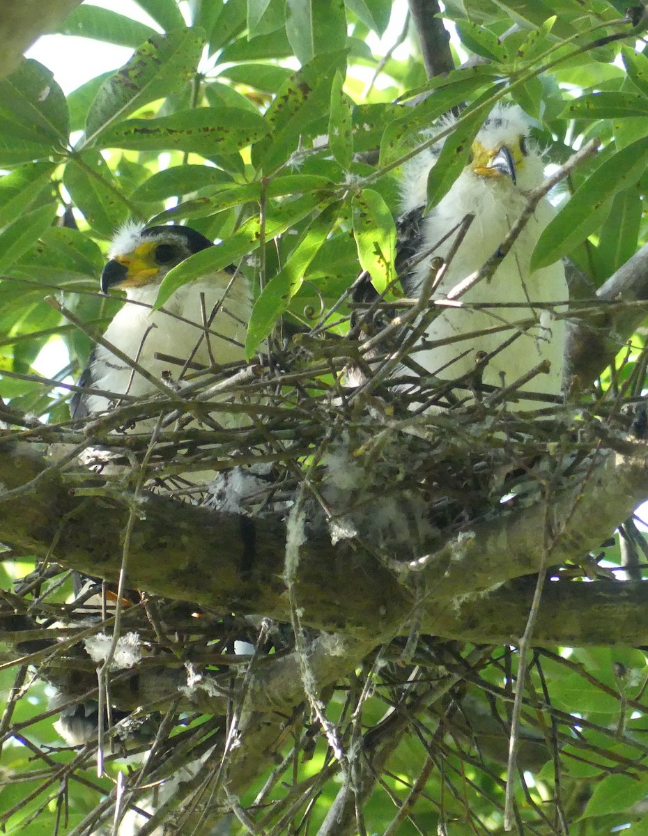 Hook-billed Kite - ML642217465
