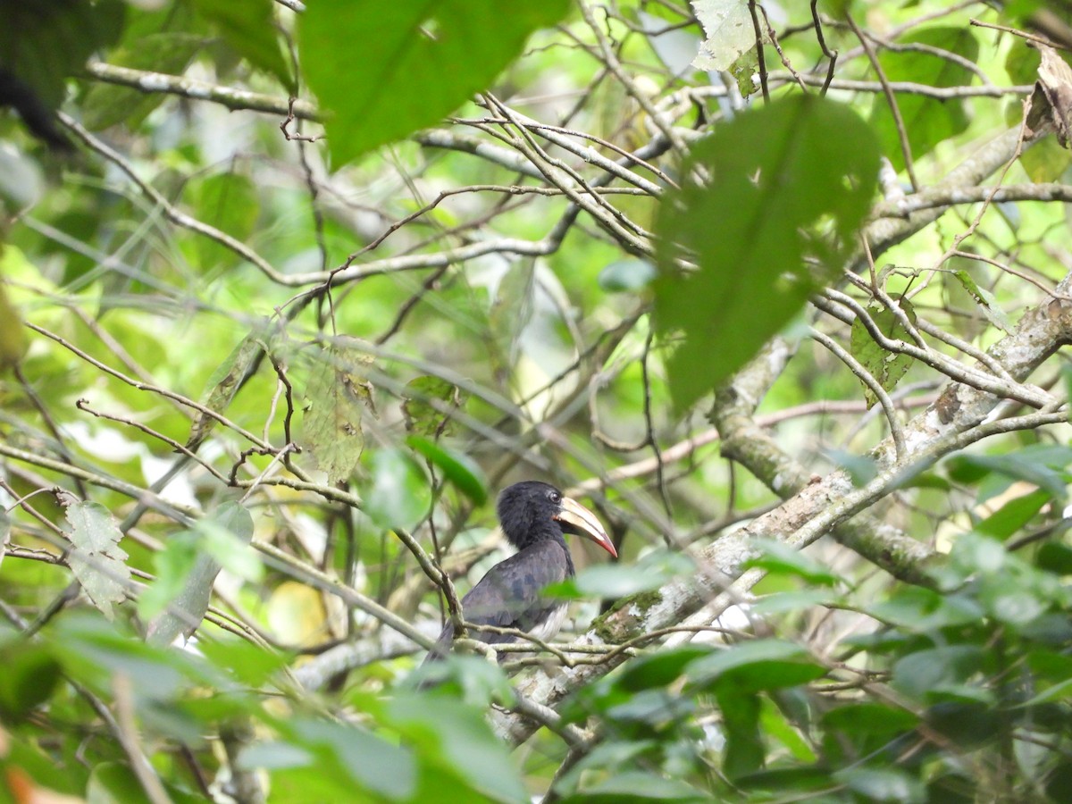 Congo Pied Hornbill - ML642217482