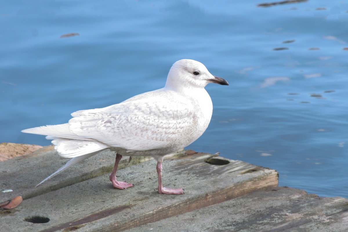 Iceland Gull - ML642217485