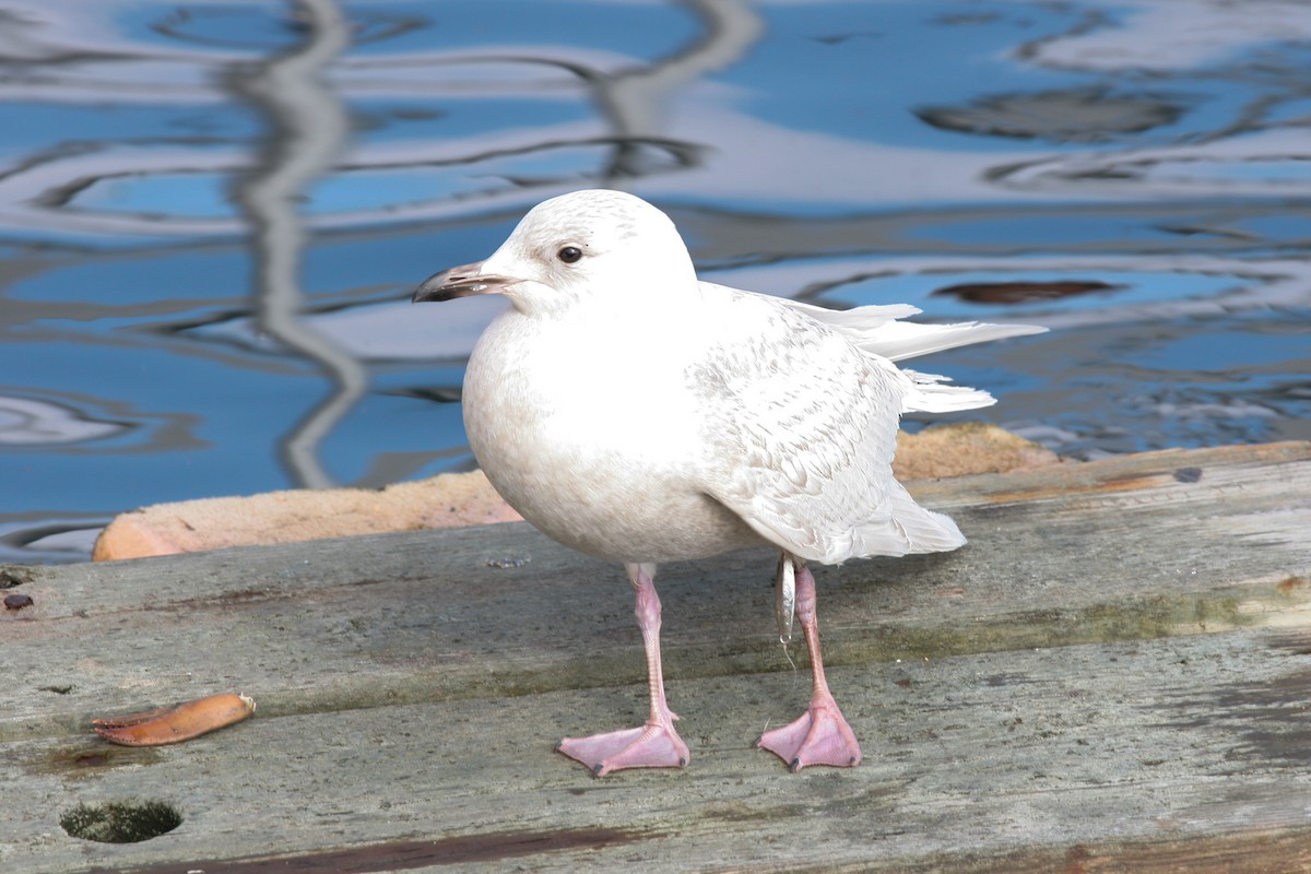 Iceland Gull - ML642217490