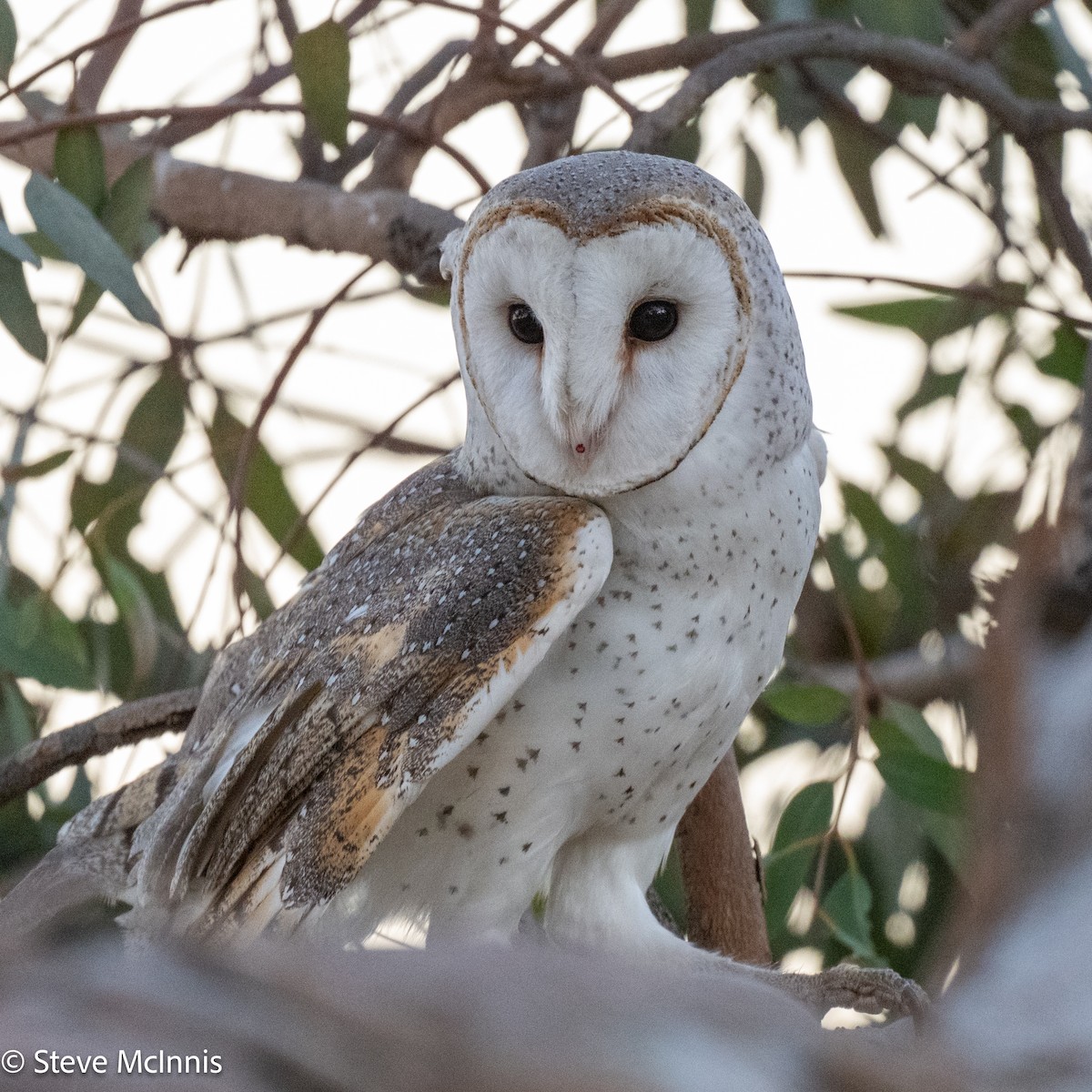 Eastern Barn Owl (Eastern) - ML642217498