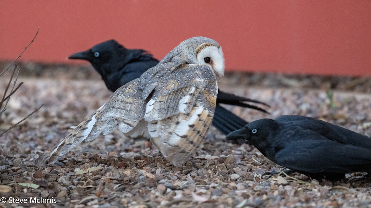 Eastern Barn Owl (Eastern) - ML642217499