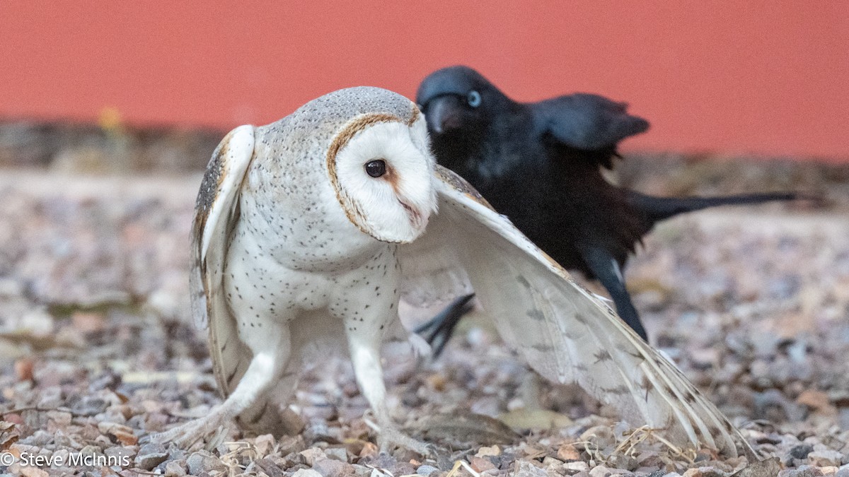 Eastern Barn Owl (Eastern) - ML642217500