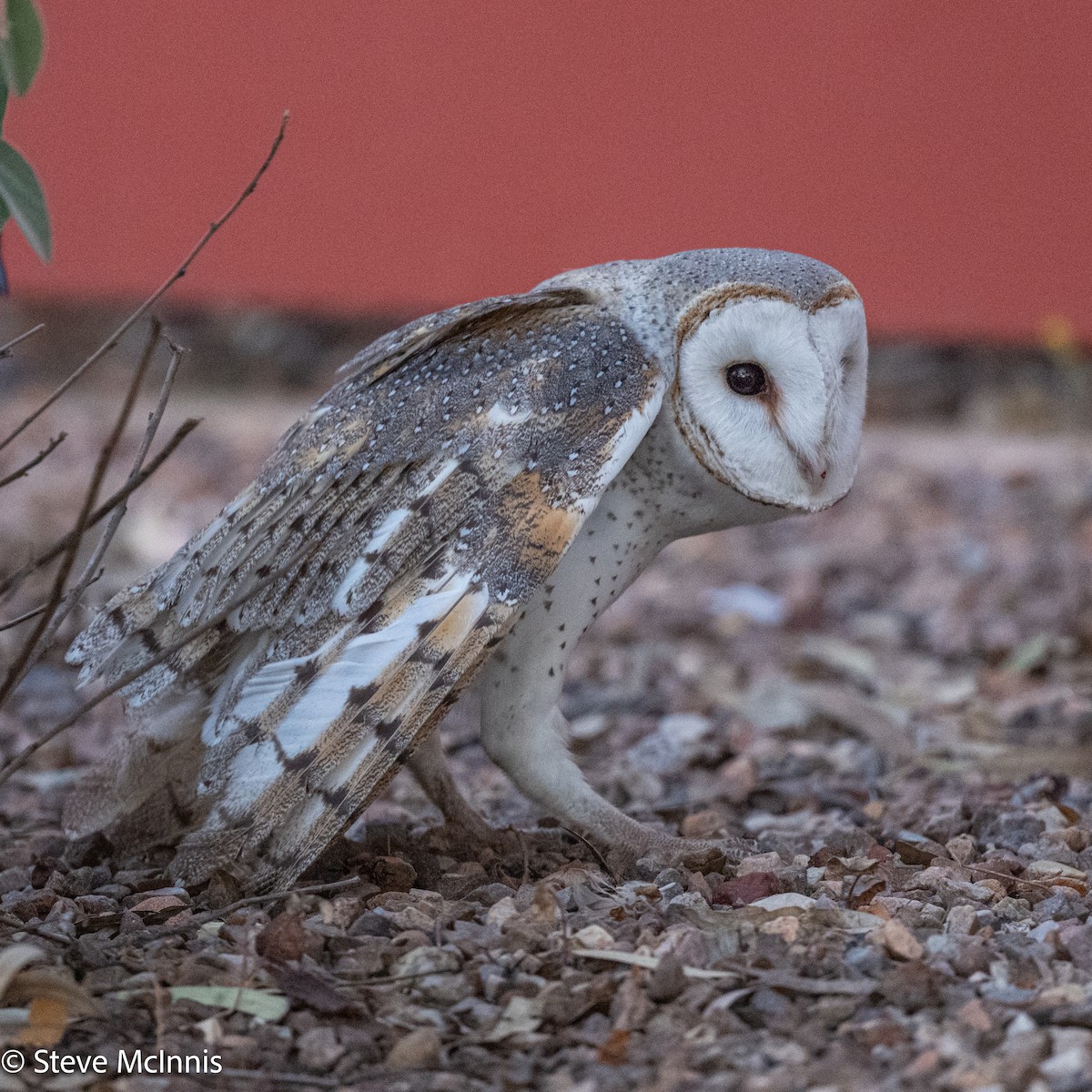 Eastern Barn Owl (Eastern) - ML642217501