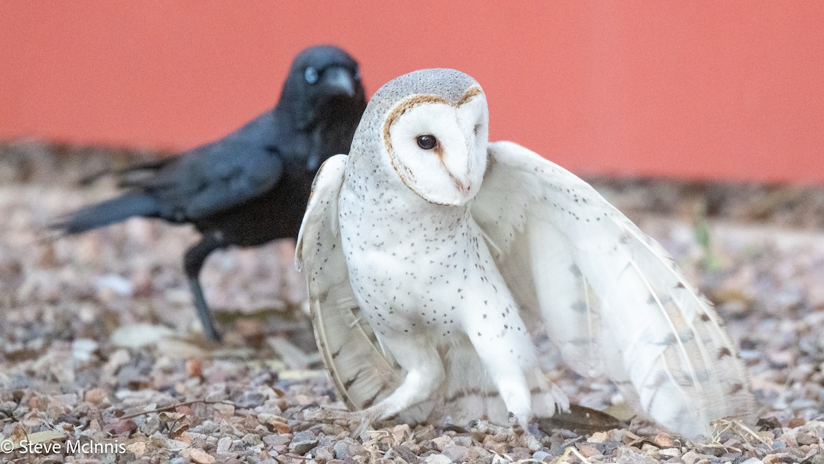 Eastern Barn Owl (Eastern) - ML642217502