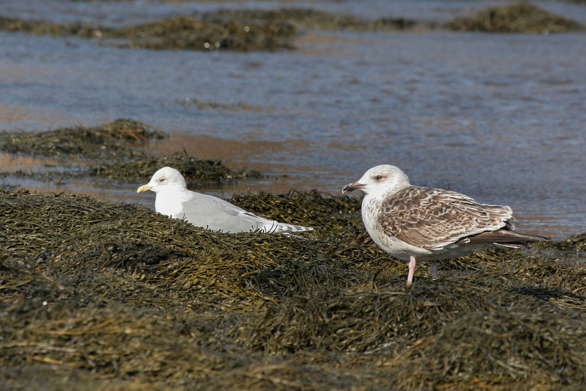 Iceland Gull - ML642217504