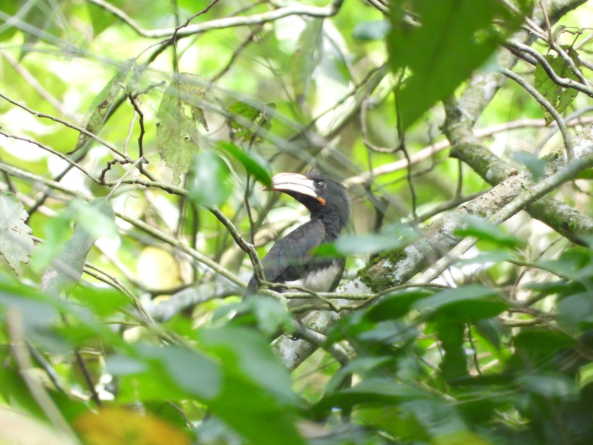 Congo Pied Hornbill - ML642217530