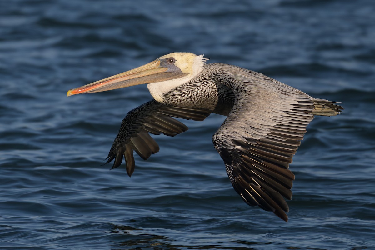 カッショクペリカン（californicus） - ML642217538