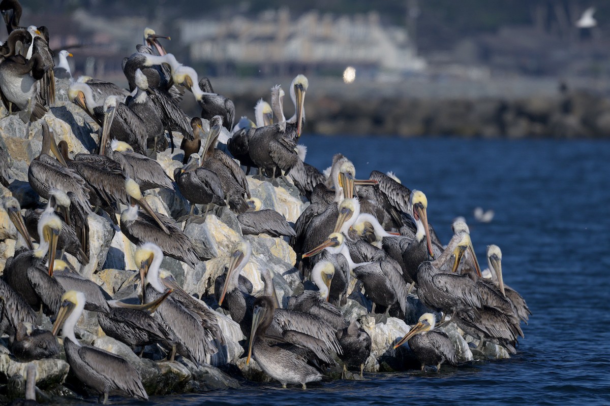 カッショクペリカン（californicus） - ML642217539