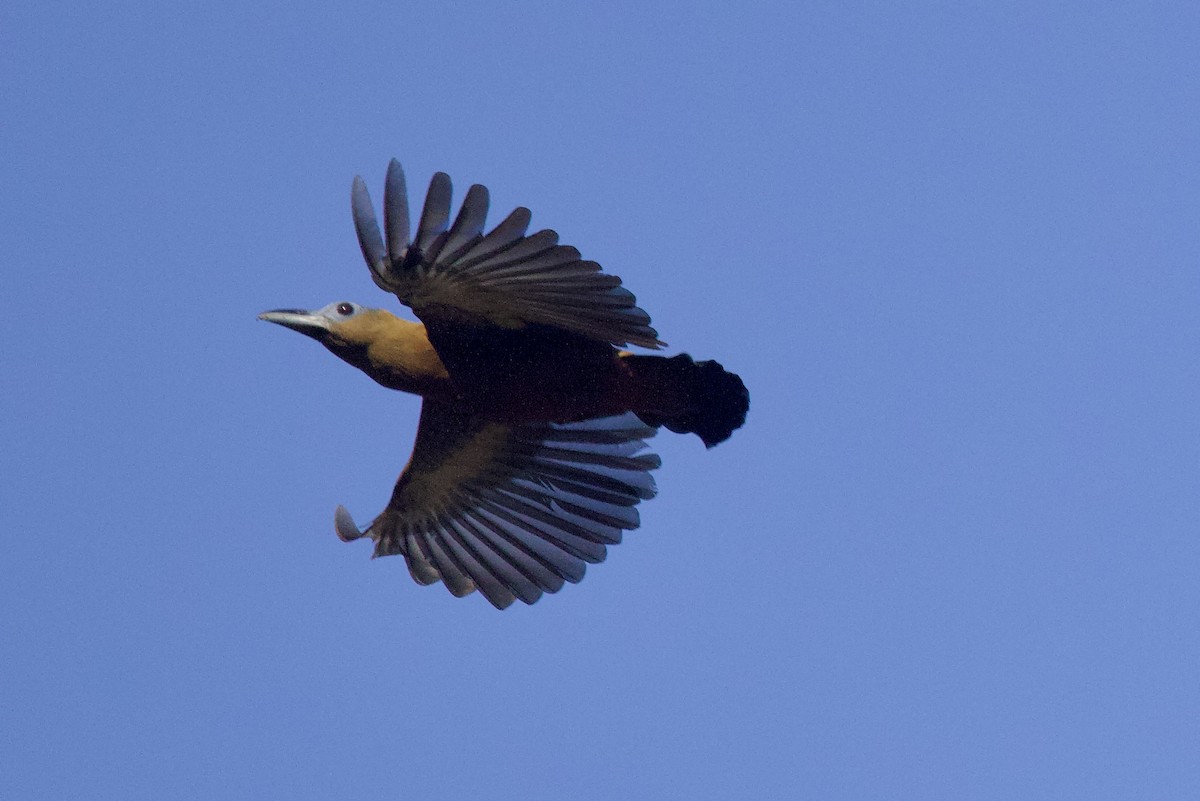 Capuchinbird - ML642217558