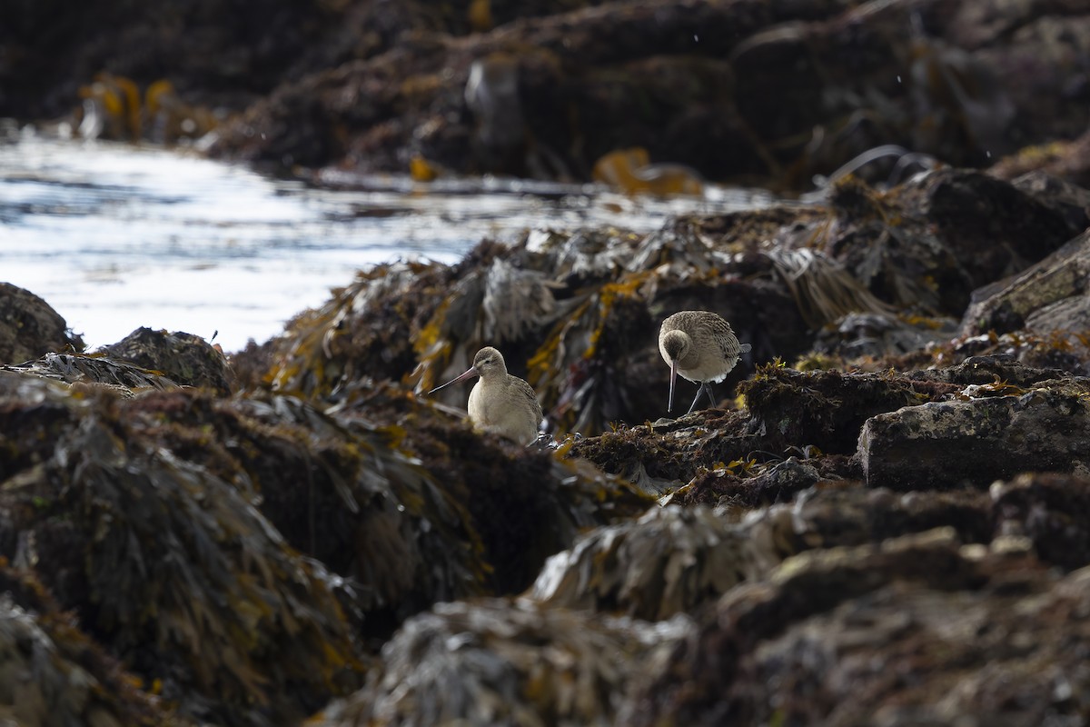 břehouš rudý - ML642217564