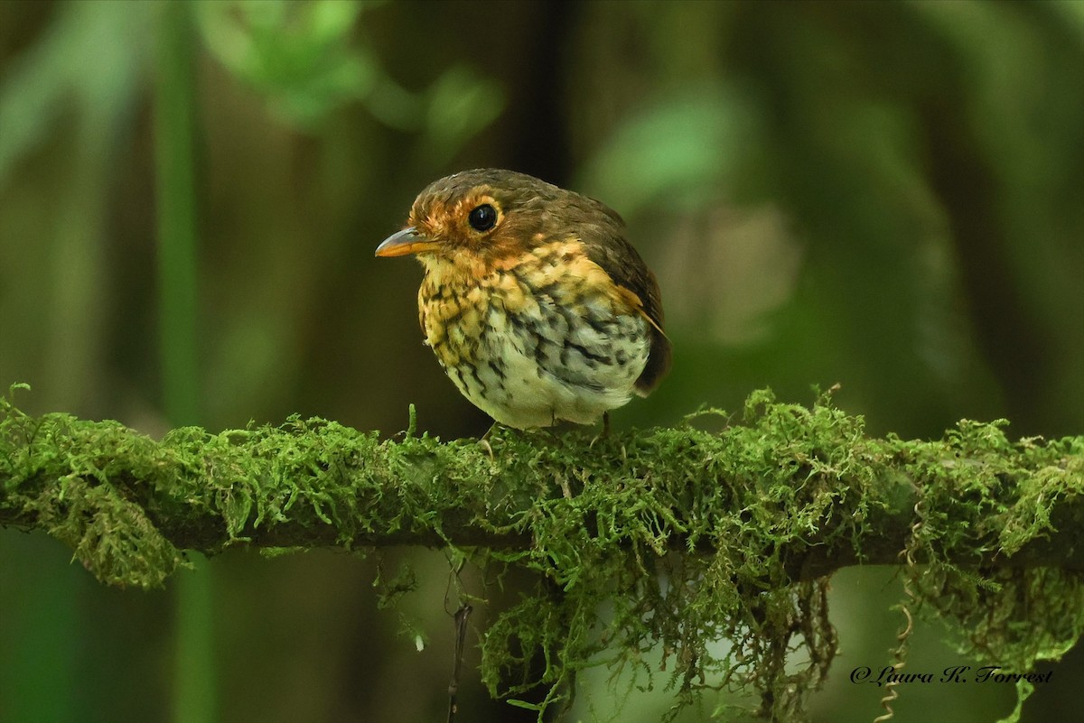 Ochre-breasted Antpitta - ML642217578