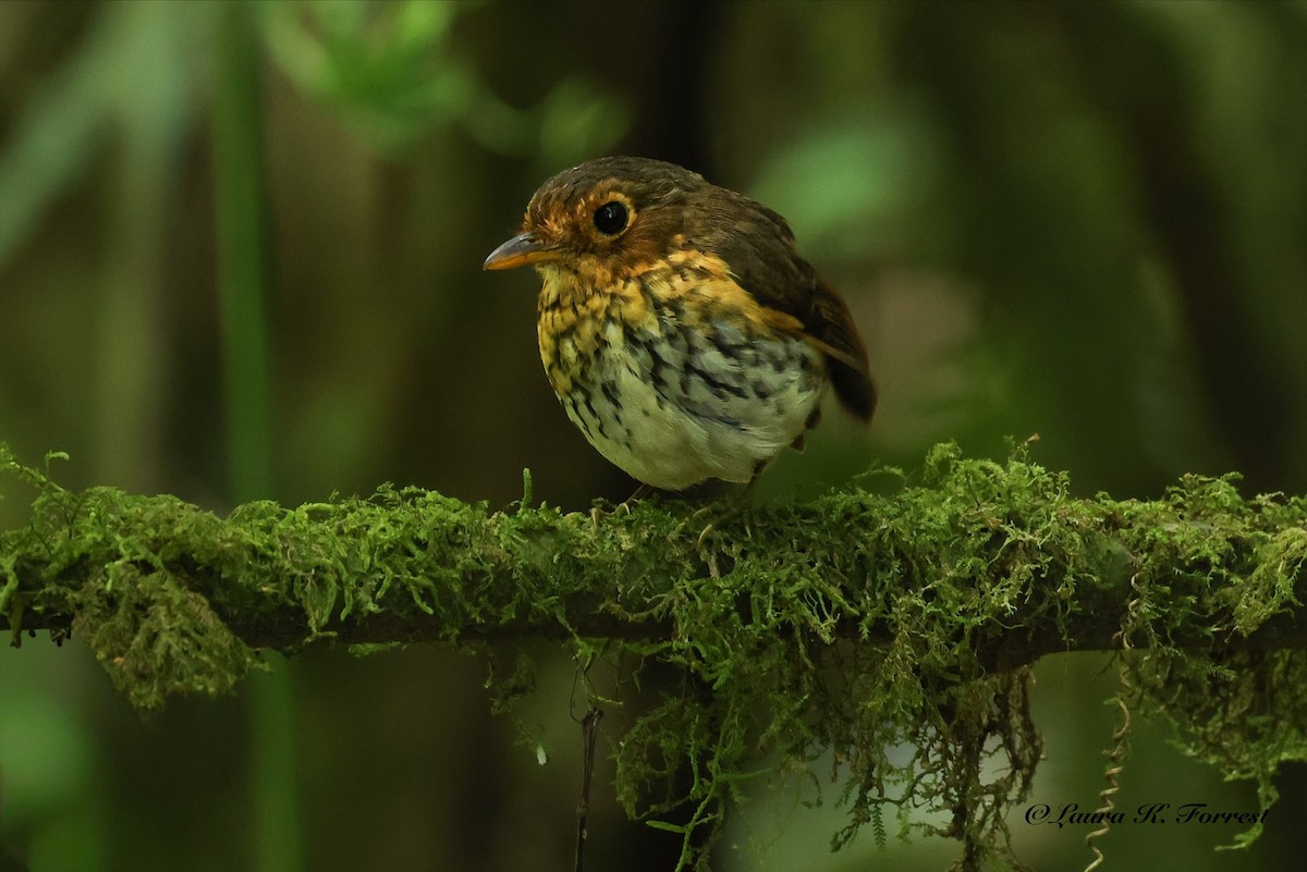 Ochre-breasted Antpitta - ML642217579