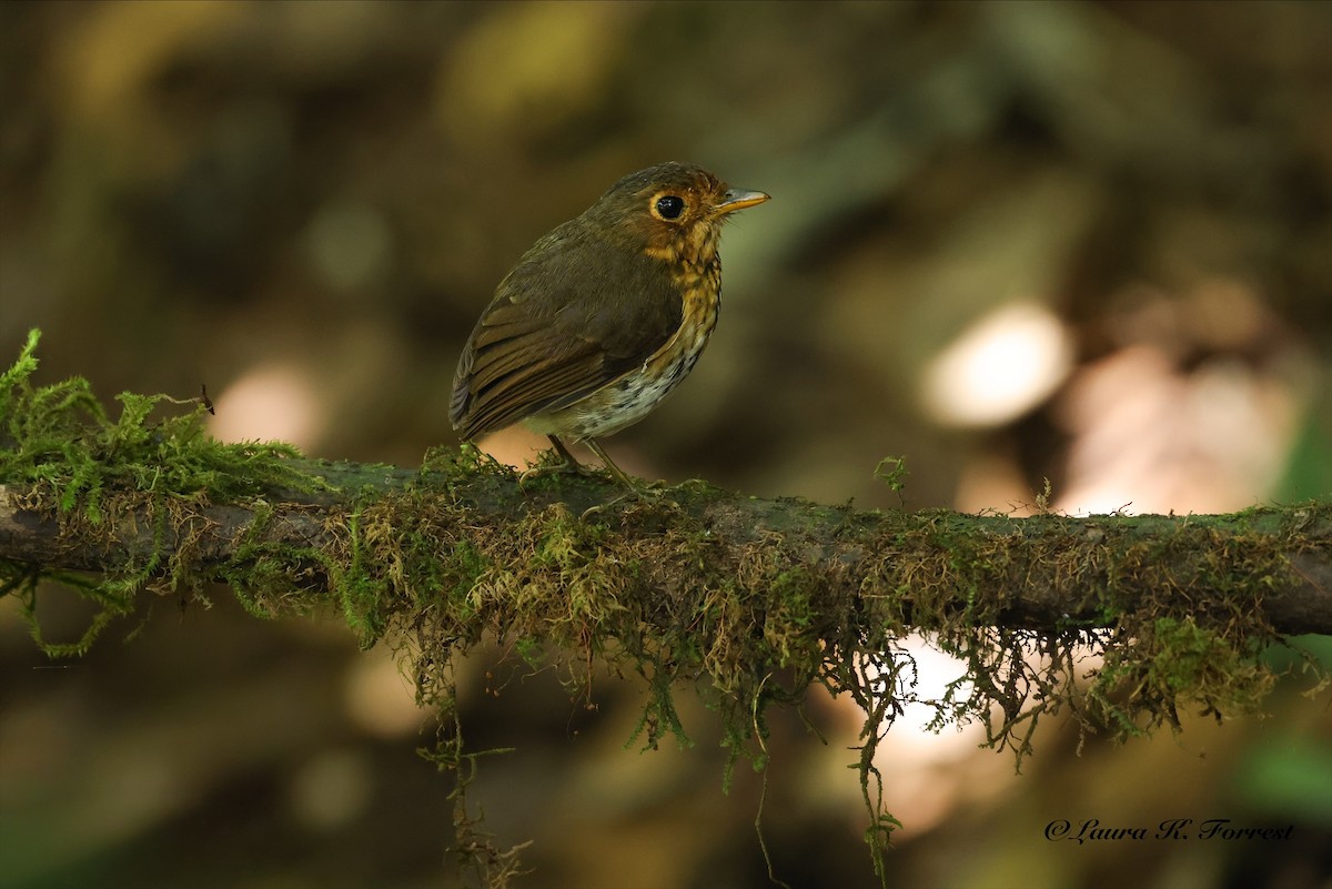 Ochre-breasted Antpitta - ML642217580