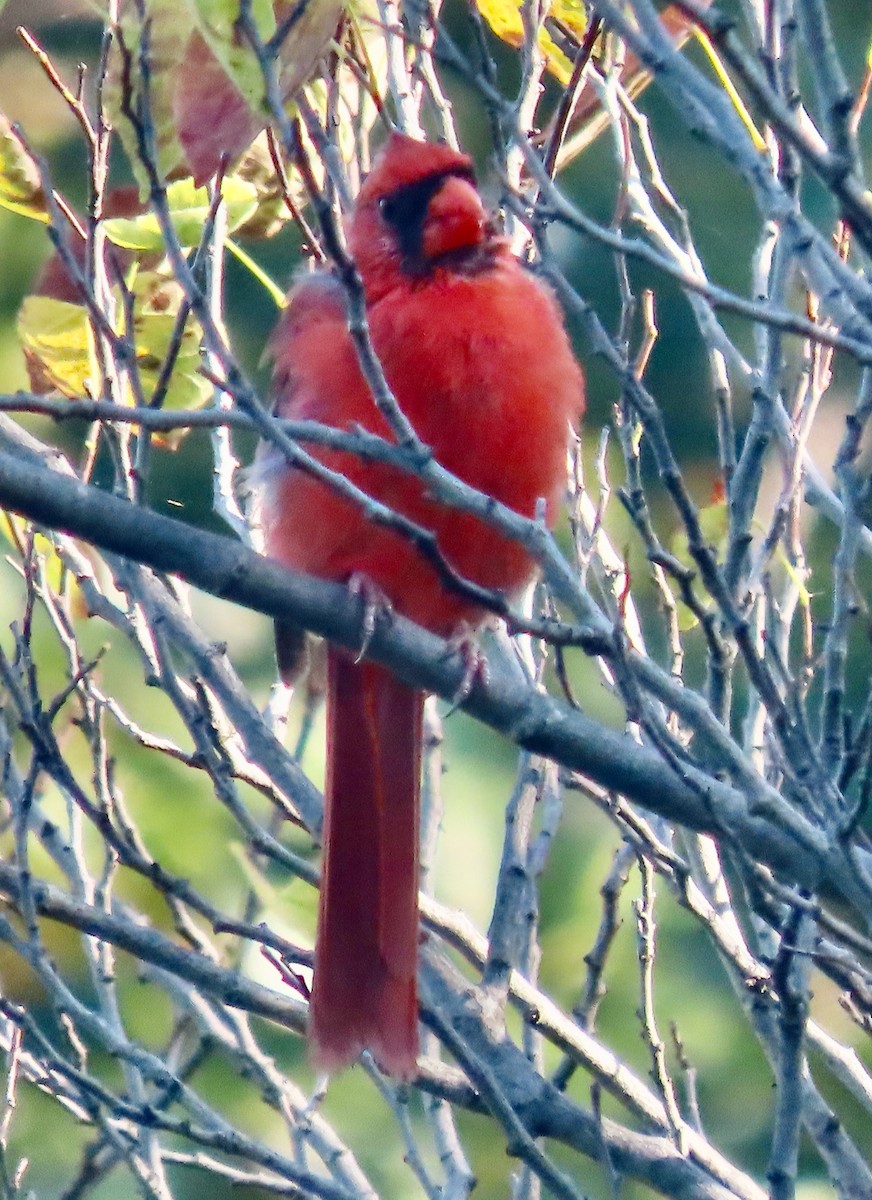 Northern Cardinal - ML642217599