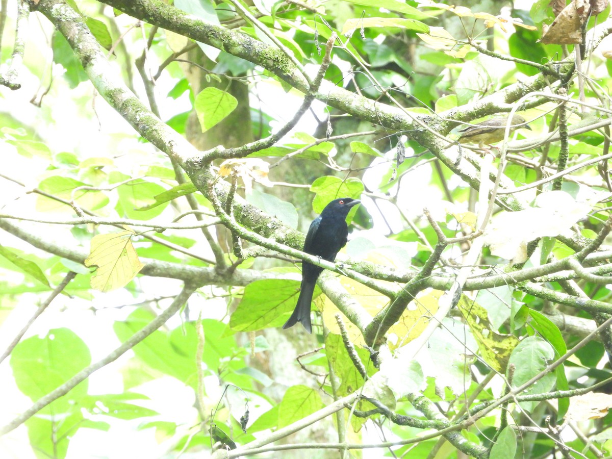 Velvet-mantled Drongo - ML642217621