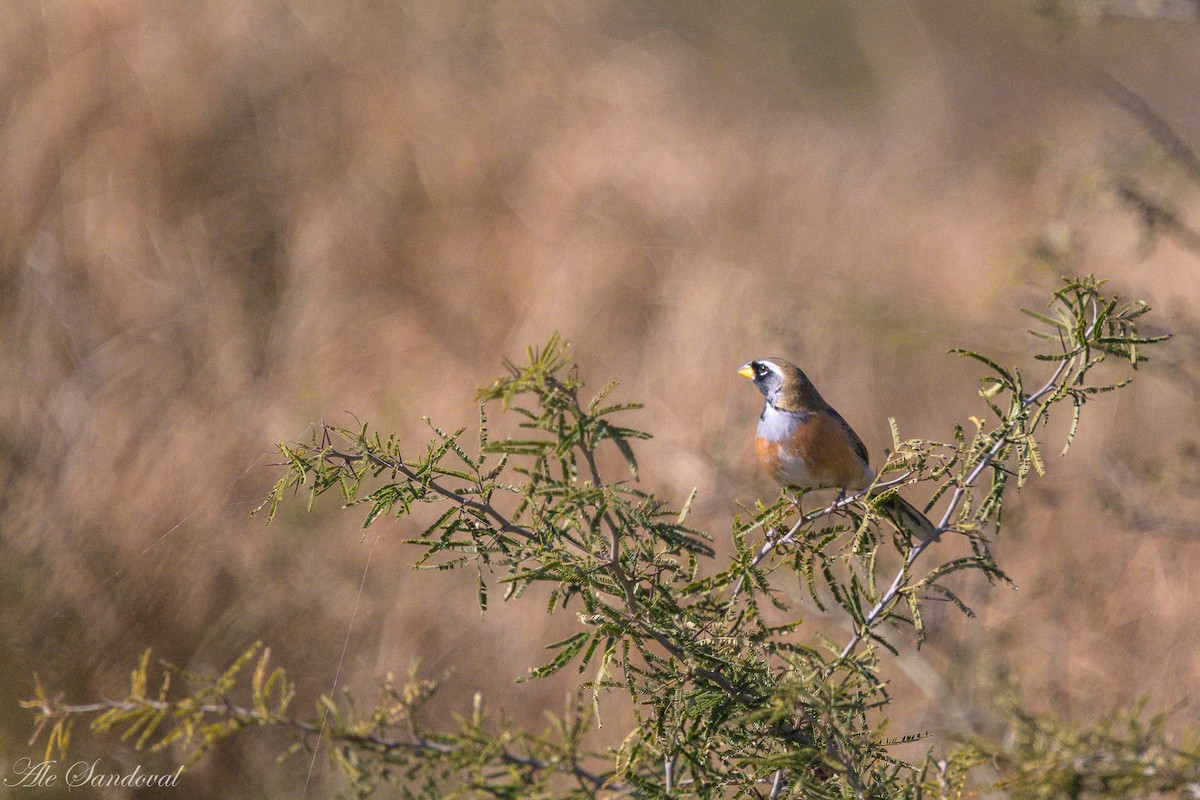 Many-colored Chaco Finch - ML642217632
