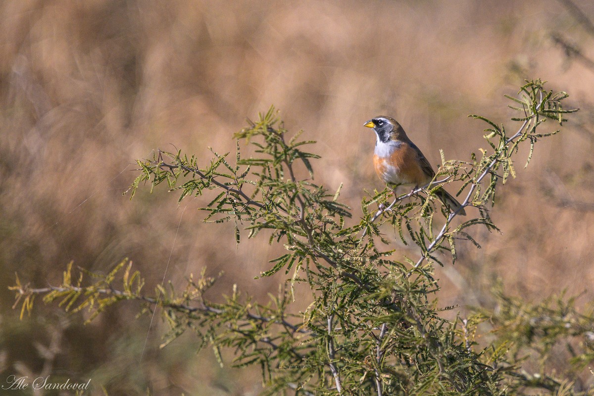 Many-colored Chaco Finch - ML642217635