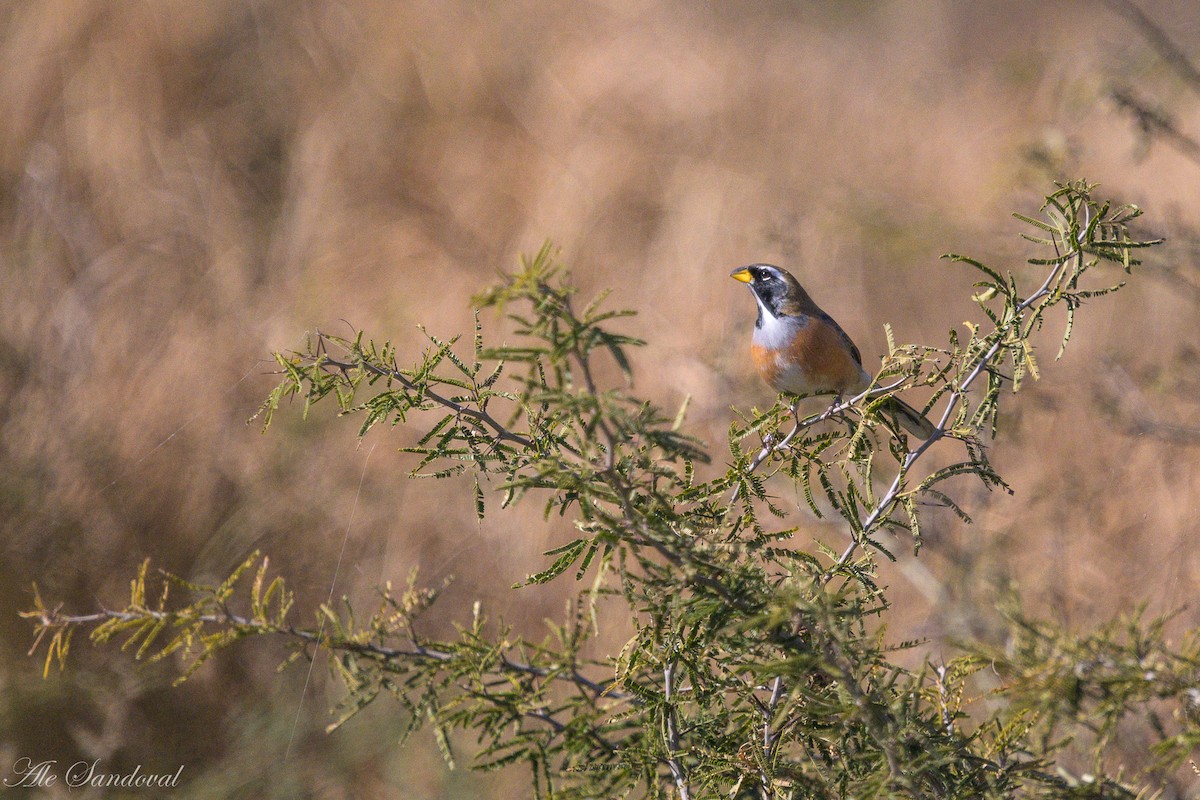 Many-colored Chaco Finch - ML642217636