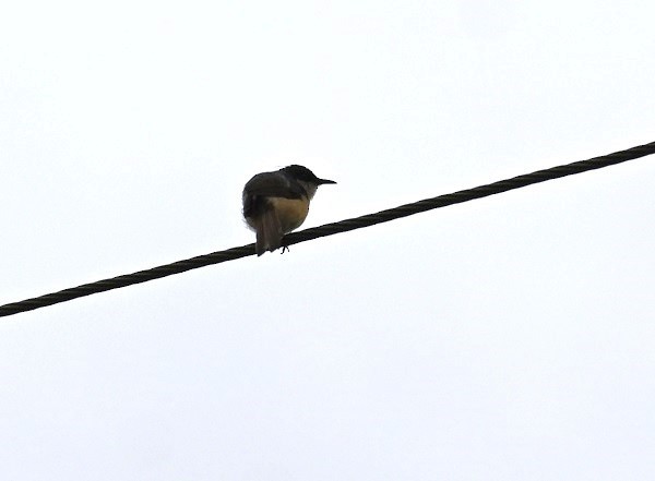 Ashy Prinia - ML642217679