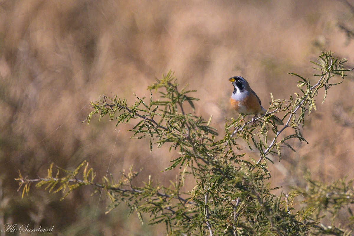 Many-colored Chaco Finch - ML642217692