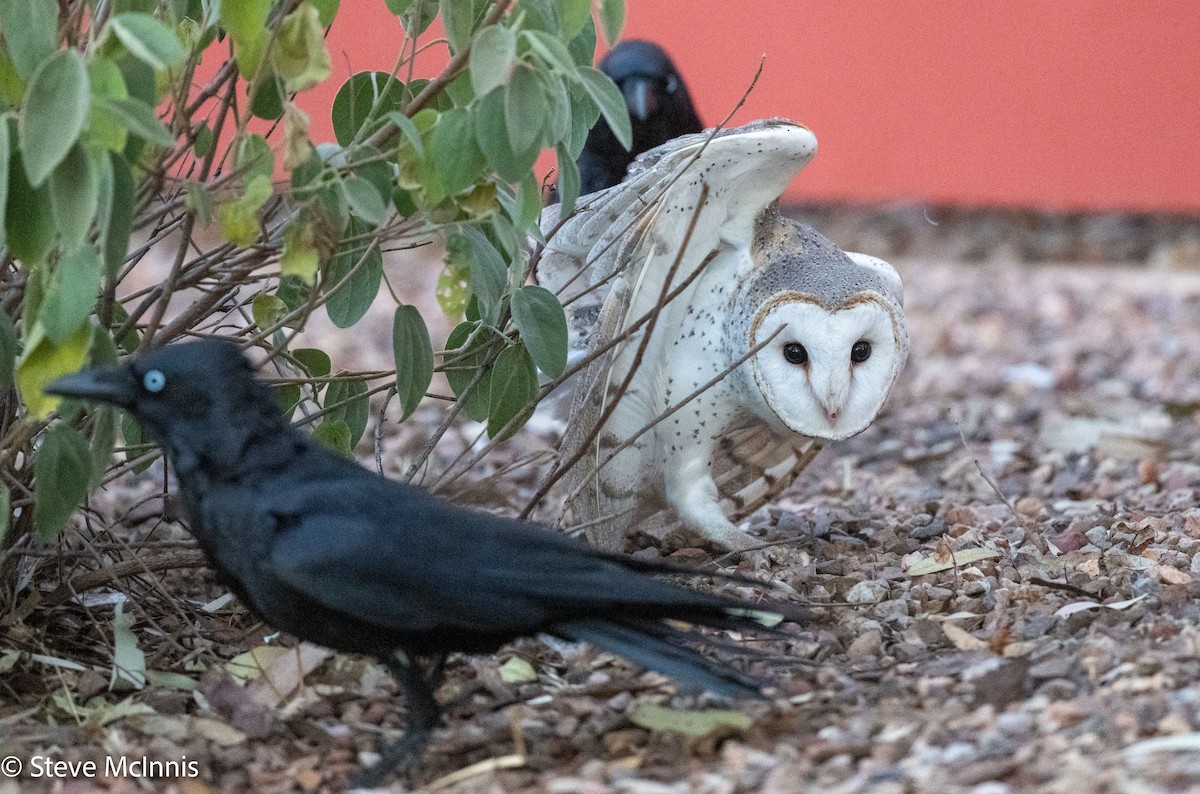 Eastern Barn Owl (Eastern) - ML642217695