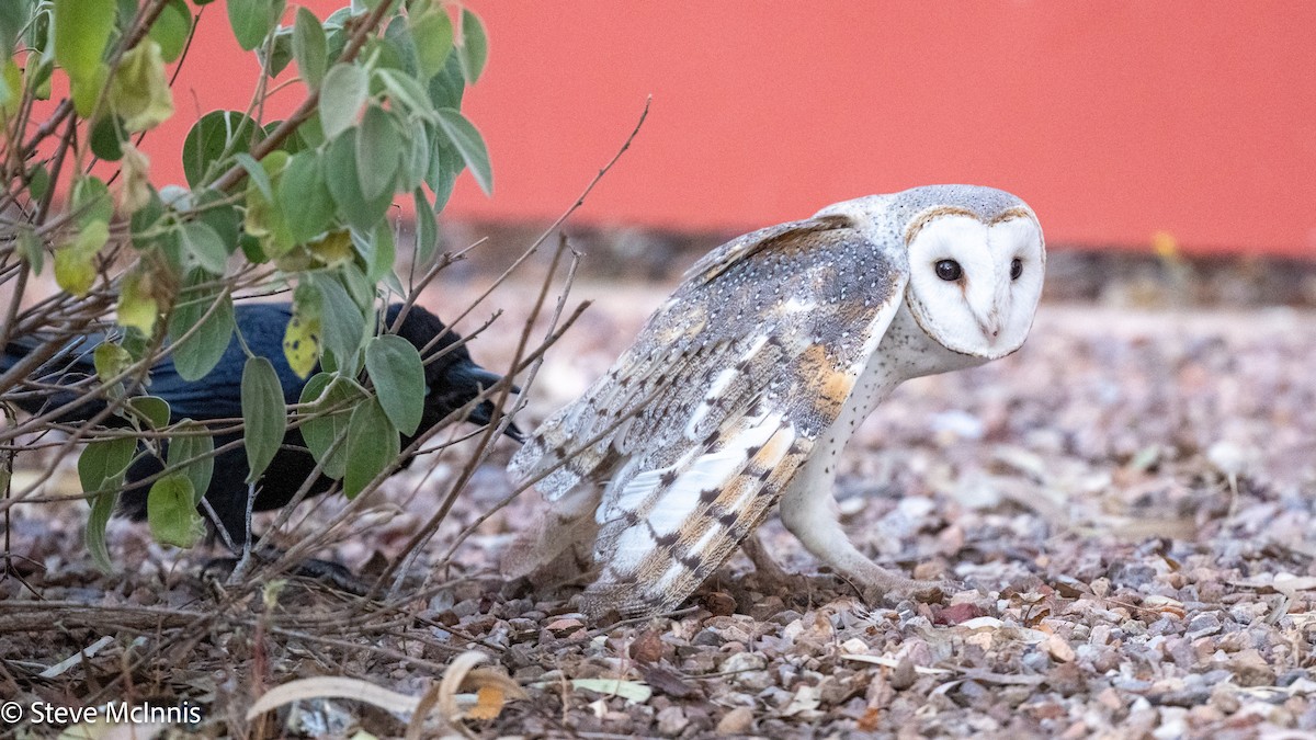 Eastern Barn Owl (Eastern) - ML642217697