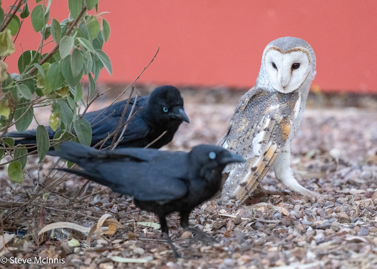 Eastern Barn Owl (Eastern) - ML642217698