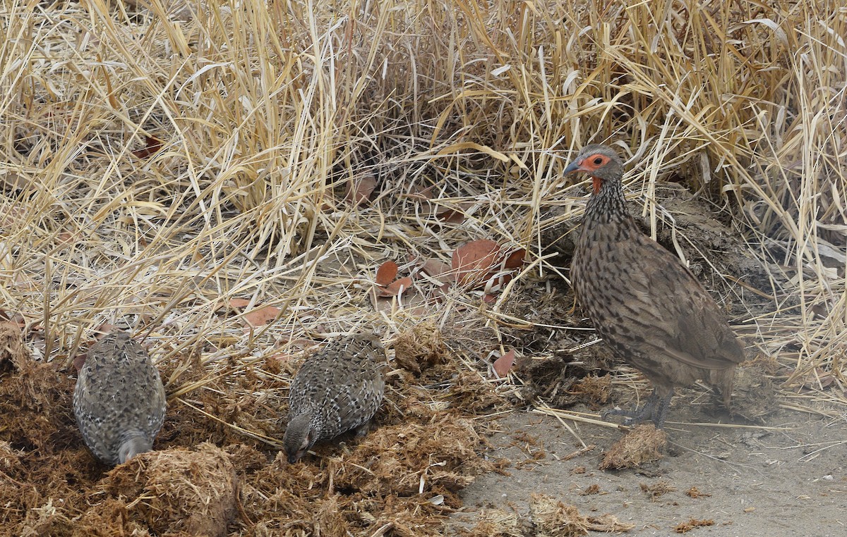 Swainson's Spurfowl - ML642217706