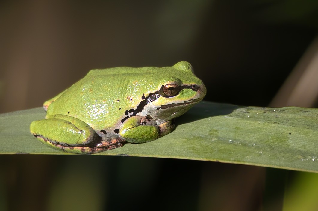 Tree Frogs and Allies - Katherine Scrimshaw