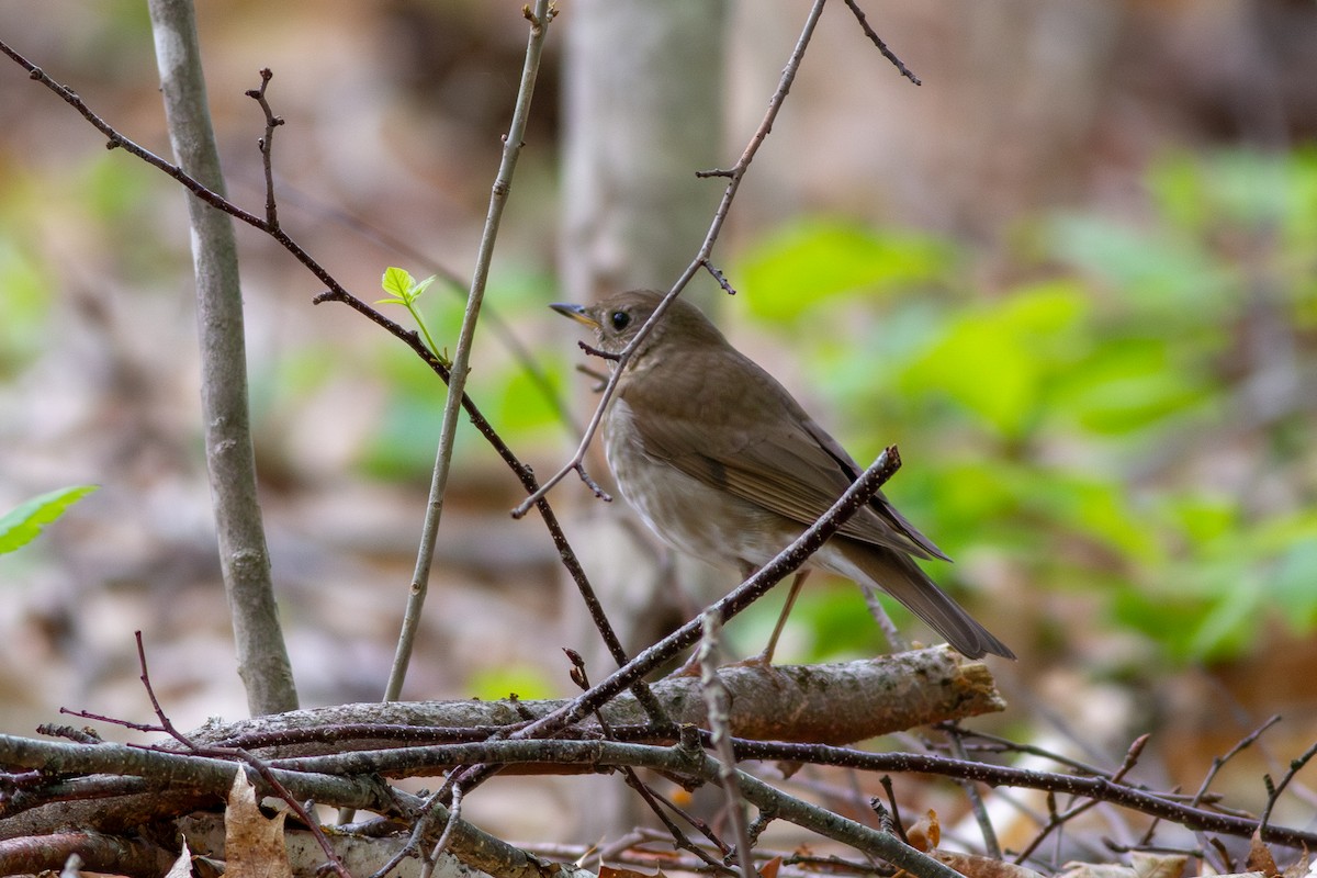 Gray-cheeked/Bicknell's Thrush - ML642217833