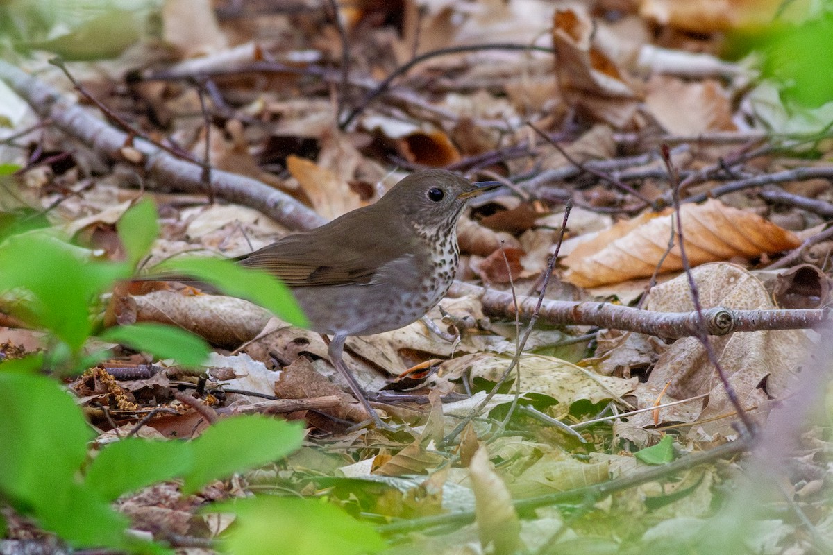 Gray-cheeked/Bicknell's Thrush - ML642217836