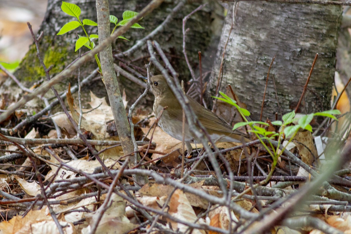 Gray-cheeked/Bicknell's Thrush - ML642217837