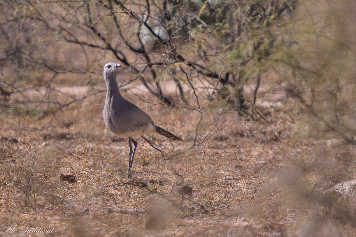 Cariama de Burmeister - ML642217841