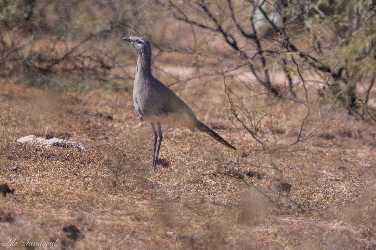 Cariama de Burmeister - ML642217844
