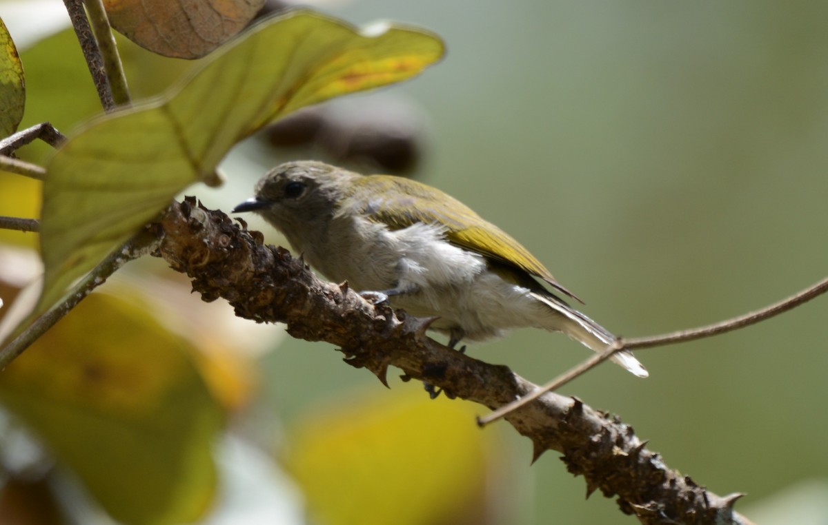 Green-backed Honeybird - ML642217845