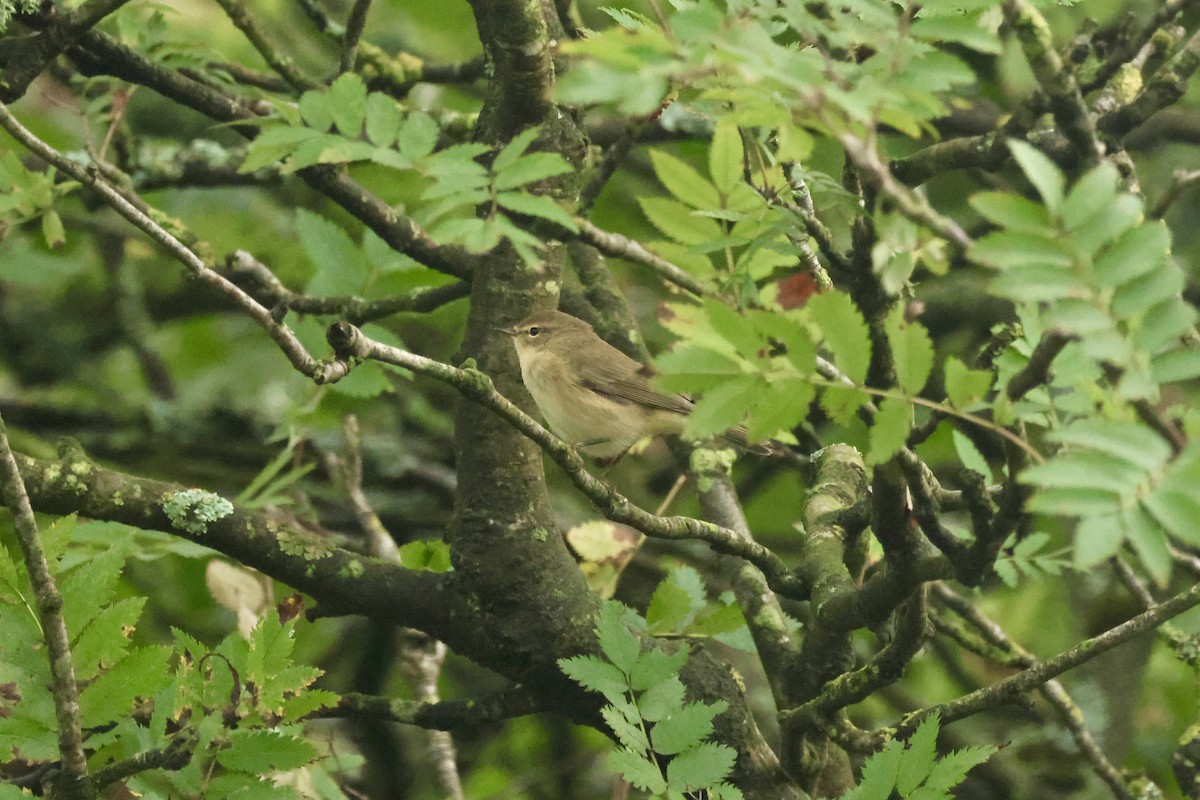 Common Chiffchaff (Common) - ML642217901